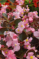 Harmony Pink Begonia (Begonia 'Harmony Pink') at Lakeshore Garden Centres