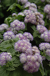Patina Delft Flossflower (Ageratum 'Patina Delft') at A Very Successful Garden Center