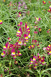 Enchantment Toadflax (Linaria 'Enchantment') at A Very Successful Garden Center