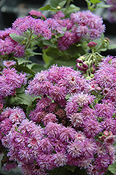 Patina Purple Flossflower (Ageratum 'Patina Purple') at A Very Successful Garden Center