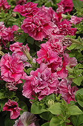 Double Madness Sheer Petunia (Petunia 'Double Madness Sheer') at A Very Successful Garden Center