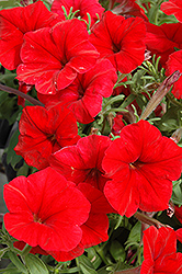 Madness Red Petunia (Petunia 'Madness Red') at The Mustard Seed