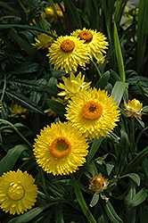 Dreamtime Jumbo Yellow Strawflower (Bracteantha bracteata 'OHB003790') at Lakeshore Garden Centres