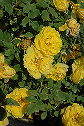 Persian Yellow Rose (Rosa 'Persian Yellow') at A Very Successful Garden Center