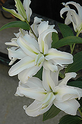 Polar Star Lily (Lilium 'Polar Star') at Stonegate Gardens