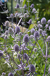 Jade Frost Variegated Sea Holly (Eryngium planum 'Jade Frost') at A Very Successful Garden Center