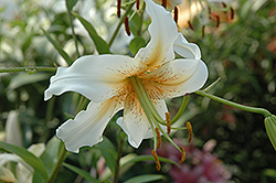 Lady Alice Lily (Lilium 'Lady Alice') at A Very Successful Garden Center
