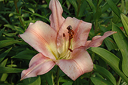 Satisfaction Lily (Lilium 'Satisfaction') at A Very Successful Garden Center