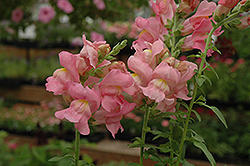 Rocket Pink Snapdragon (Antirrhinum majus 'Rocket Pink') at A Very Successful Garden Center