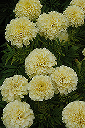 French Vanilla Marigold (Tagetes erecta 'French Vanilla') at A Very Successful Garden Center
