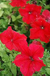Super Cascade Red Petunia (Petunia 'Super Cascade Red') at Lakeshore Garden Centres