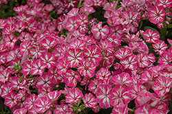 Grammy Pink and White Annual Phlox (Phlox 'Grammy Pink and White') at Lakeshore Garden Centres