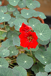 Red Wonder Nasturtium (Tropaeolum majus 'Red Wonder') at A Very Successful Garden Center