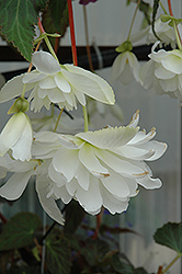 Illumination White Begonia (Begonia 'Illumination White') at A Very Successful Garden Center