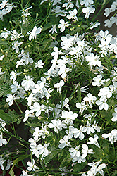 Regatta White Lobelia (Lobelia erinus 'Regatta White') at Lakeshore Garden Centres