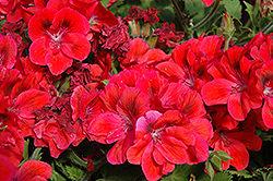 Shirley Red Geranium (Pelargonium 'Shirley Red') at Lakeshore Garden Centres