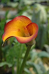 Flame Calla Lily (Zantedeschia 'Flame') at A Very Successful Garden Center