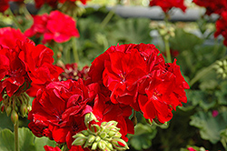 Cumbanita Dark Red Geranium (Pelargonium 'Cumbanita Dark Red') at A Very Successful Garden Center