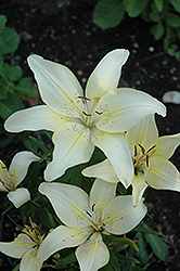 Ivory Pixie Lily (Lilium 'Ivory Pixie') at Stonegate Gardens