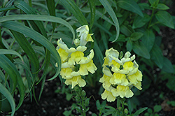 Liberty Classic Yellow Snapdragon (Antirrhinum majus 'Liberty Classic Yellow') at The Mustard Seed
