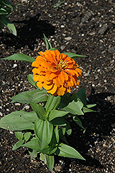 Magellan Sunburst Zinnia (Zinnia 'Magellan Sunburst') at A Very Successful Garden Center