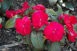 Accent Red Impatiens (Impatiens walleriana 'Accent Red') at A Very Successful Garden Center