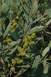 Sweet Gale (Myrica gale) at A Very Successful Garden Center