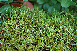 Ribbed Bog Moss (Aulacomnium palustre) at A Very Successful Garden Center