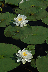 Fragrant Water Lily (Nymphaea odorata) at A Very Successful Garden Center