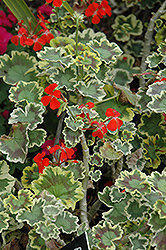 Mrs. Pollock Geranium (Pelargonium 'Mrs. Pollock') at A Very Successful Garden Center
