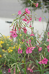 Whisper Deep Pink Flowering Tobacco (Nicotiana 'Whisper Deep Pink') at Lakeshore Garden Centres