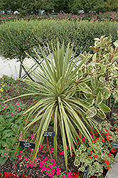 Torbay Dazzler Grass Palm (Cordyline australis 'Torbay Dazzler') at A Very Successful Garden Center