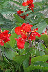 Tropical Red Canna (Canna 'Tropical Red') at A Very Successful Garden Center