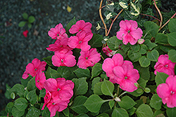 Xtreme Rose Impatiens (Impatiens 'Xtreme Rose') at A Very Successful Garden Center