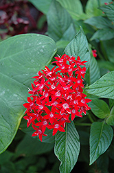 Ruby Glow Star Flower (Pentas lanceolata 'Ruby Glow') at A Very Successful Garden Center