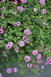 Purple Trailing Lantana (Lantana montevidensis) at A Very Successful Garden Center