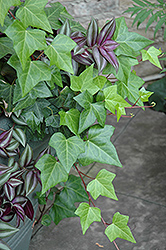 Algerian Ivy (Hedera algeriensis) at A Very Successful Garden Center