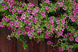 Itsy Bitsy Lilac False Heather (Cuphea hyssopifolia 'Monshi') at A Very Successful Garden Center
