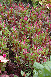 Spiky Pink Celosia (Celosia spicata 'Spiky Pink') at Lakeshore Garden Centres