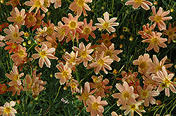 Sienna Sunset Tickseed (Coreopsis 'Sienna Sunset') at A Very Successful Garden Center