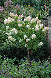 Limelight Hydrangea (tree form) (Hydrangea paniculata 'Limelight (tree form)') at Green Thumb Garden Centre