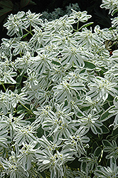 Summer Icicle Spurge (Euphorbia marginata 'Summer Icicle') at A Very Successful Garden Center