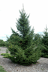 Koyama's Spruce (Picea koyamae) at A Very Successful Garden Center