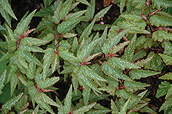 Medora Begonia (Begonia 'Medora') at Lakeshore Garden Centres