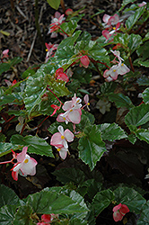 Richmond Begonia (Begonia 'Richmondensis') at Lakeshore Garden Centres