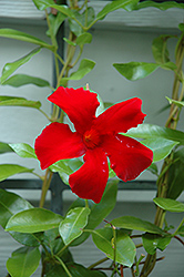 Sun Parasol Crimson Mandevilla (Mandevilla 'Sun Parasol Crimson') at A Very Successful Garden Center