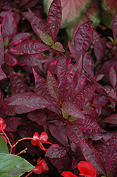 Brazilian Red Hots Alternanthera (Alternanthera dentata 'Brazilian Red Hots') at A Very Successful Garden Center