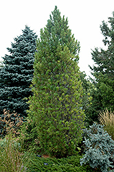 Columnar Swiss Stone Pine (Pinus cembra 'Stricta') at Stonegate Gardens