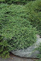 Sea Spray Juniper (Juniperus chinensis 'Sea Spray') at A Very Successful Garden Center