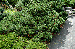 Oregon Jade Mugo Pine (Pinus mugo 'Oregon Jade') at A Very Successful Garden Center